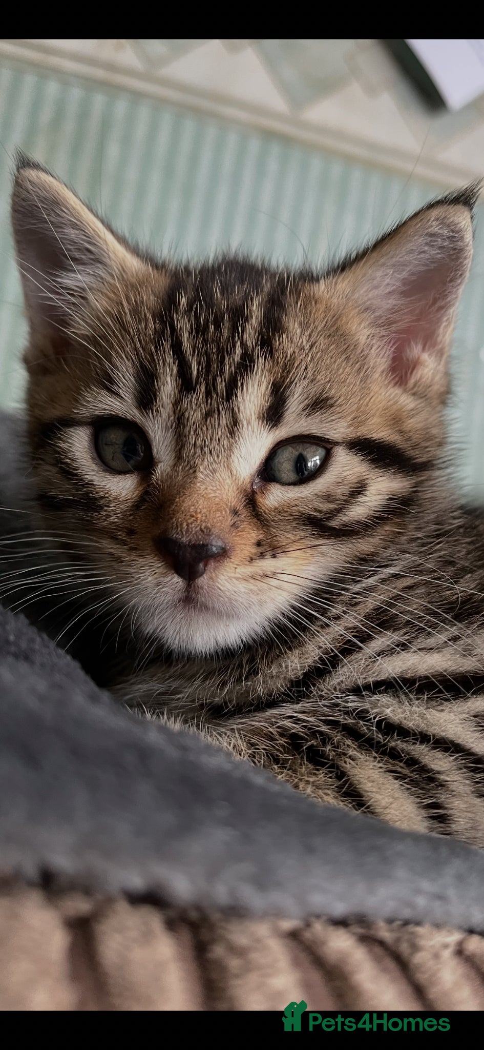 Bengal cats Beautiful Bengal / Ragdoll Cross  - Advert 1
