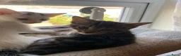 Mixed Breed cats for sale: 2 lovely kittens looking for their forever homes - Advert 12
