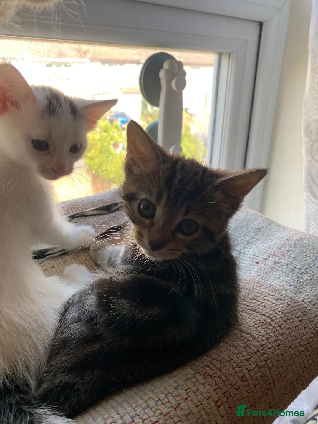 Mixed Breed cats for sale: 2 lovely kittens looking for their forever homes - Advert 12