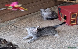 Siberian cats for sale: Stunning litter of Siberian x kittens - Image 2
