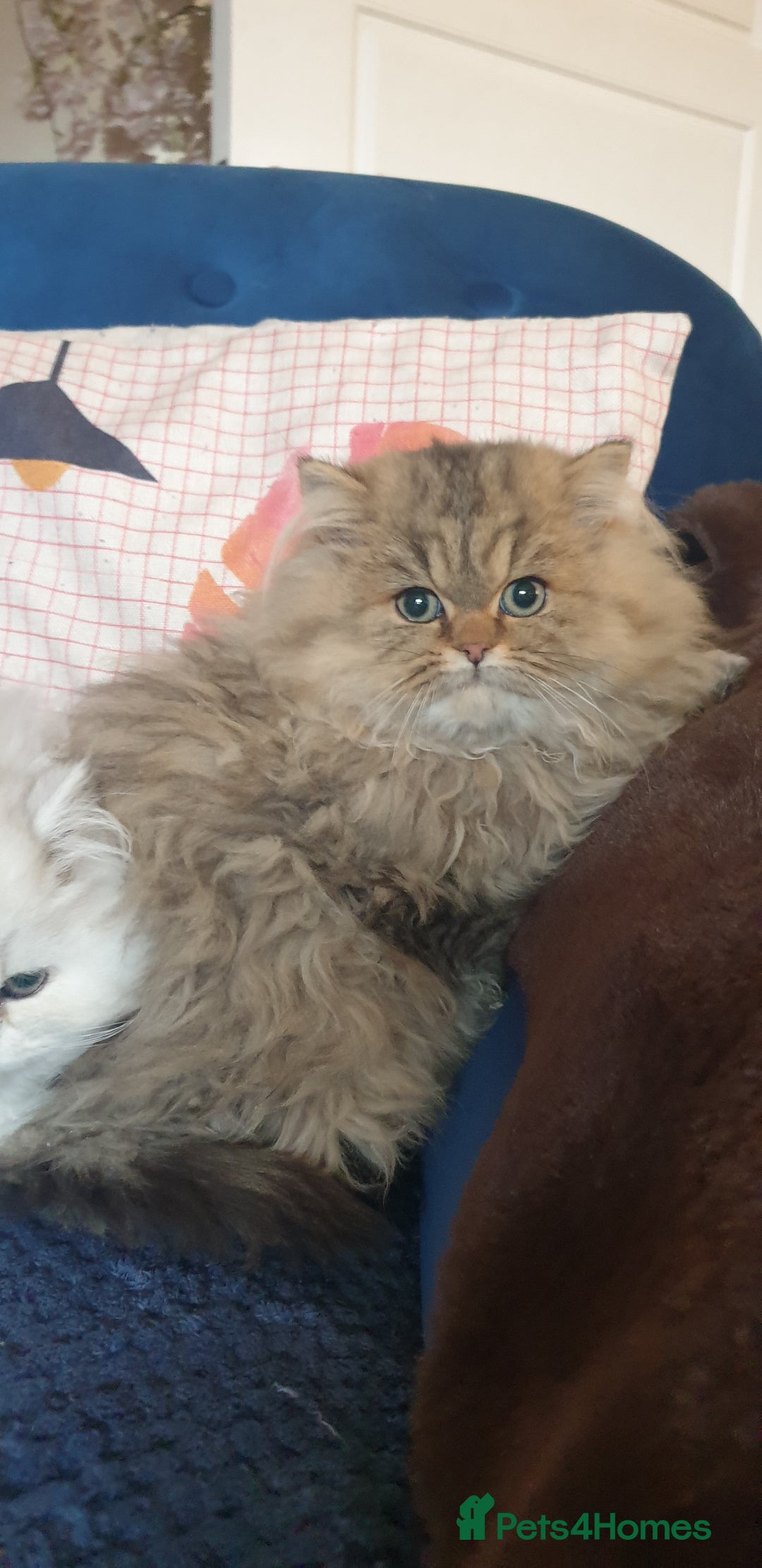 Persian cats for sale: 💖Beautiful Pedigree Chinchilla Persian Kittens. - Advert 8