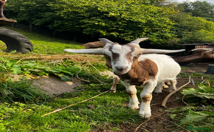 Goats livestock - Advert 10