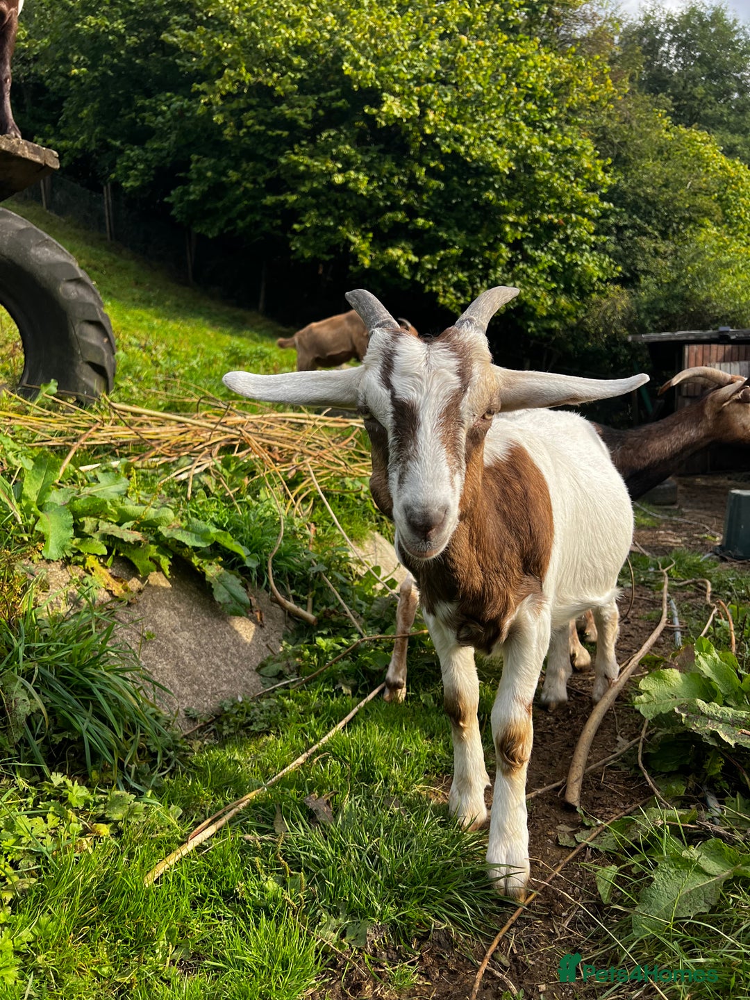 Goats livestock for sale: Wether male Goat 9 months - Advert 2