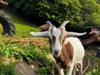 Goats livestock - Advert 37