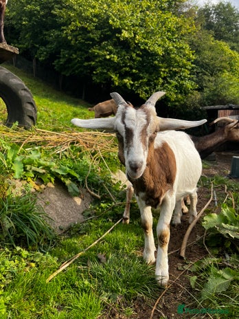Goats livestock - Advert 8