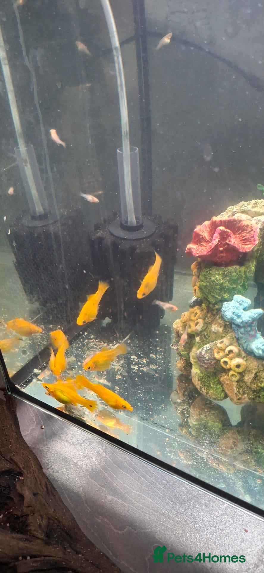 Mollies fish Yellow mollie fish . £1 each - Advert 10
