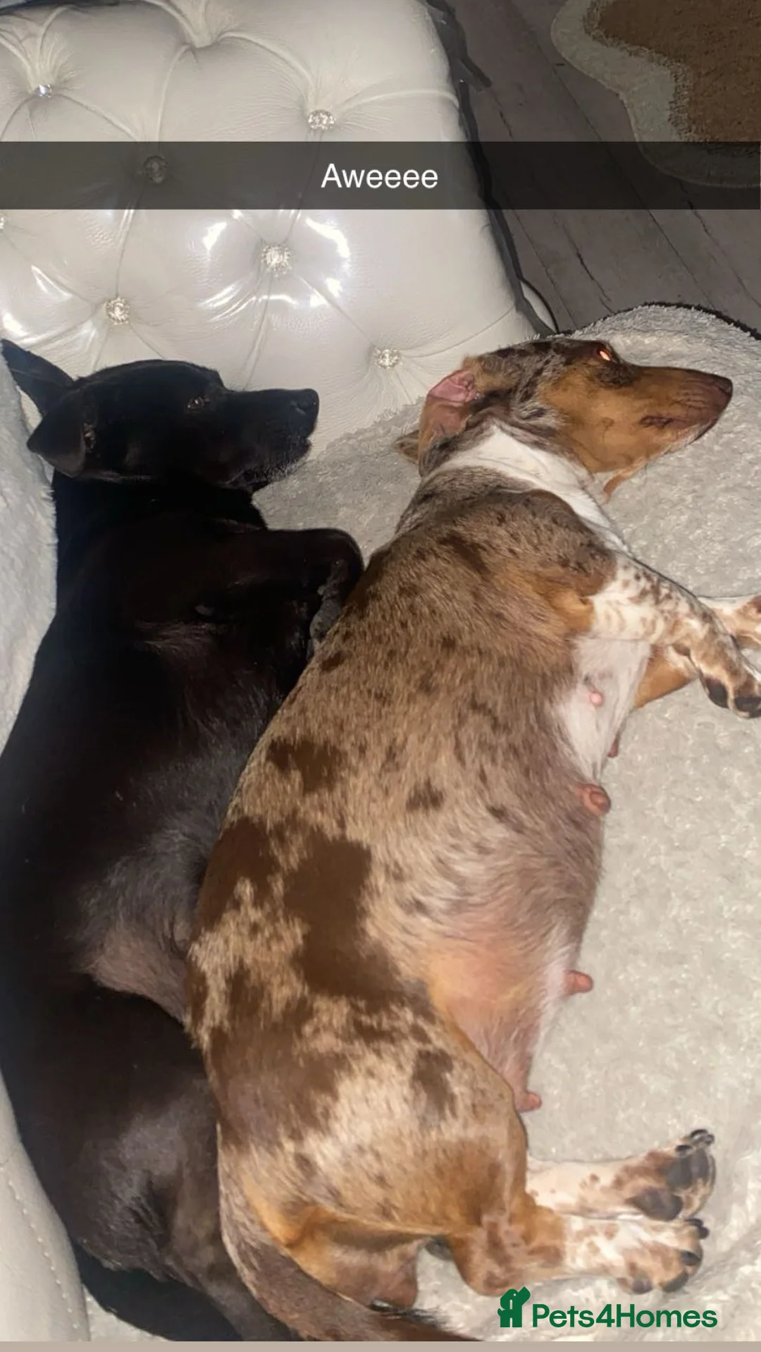 Jackshund dogs for sale: Jackhaunds / daxijacks  in Birmingham - Advert 1
