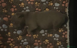 Staffordshire Bull Terrier dogs for sale: Litter of blue Staffordshire bull terriers  - Image 24