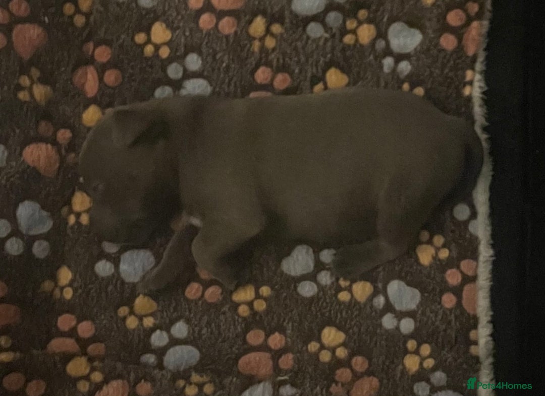 Staffordshire Bull Terrier dogs for sale: Litter of blue Staffordshire bull terriers  - Image 24