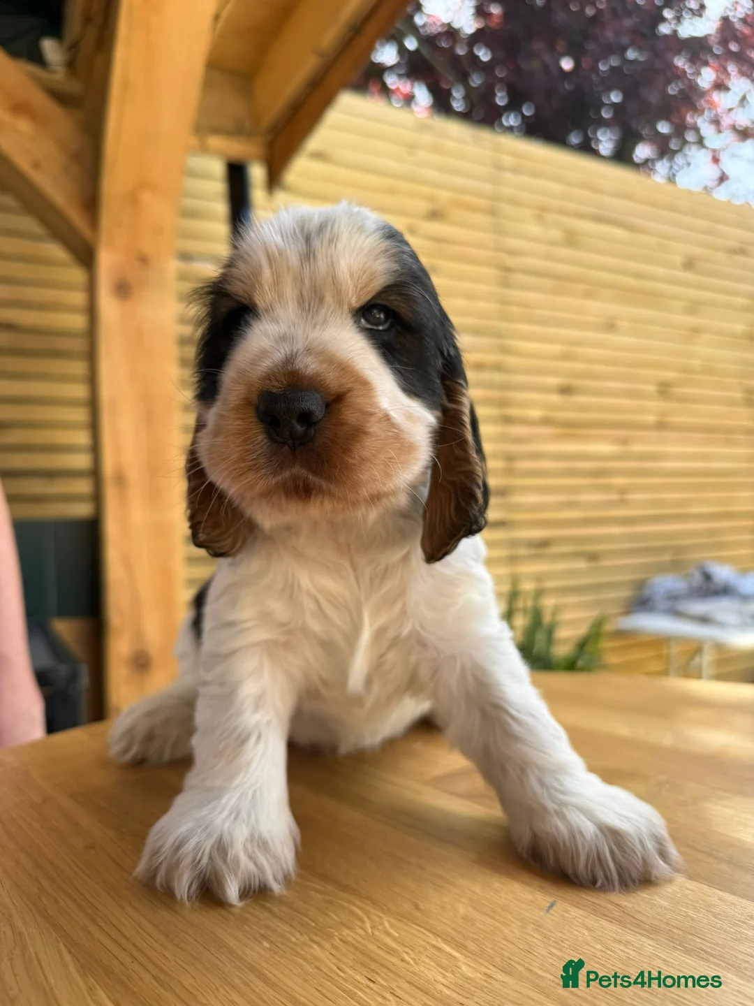 Cocker Spaniel dogs for sale: Gorgeous show Cockers - 1 boy and 1 girl - Advert 10