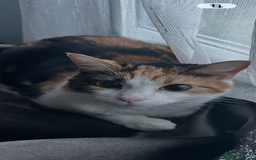 Domestic Shorthair cats for sale: 2 beautiful female cats needing new loving homes  - Advert 9