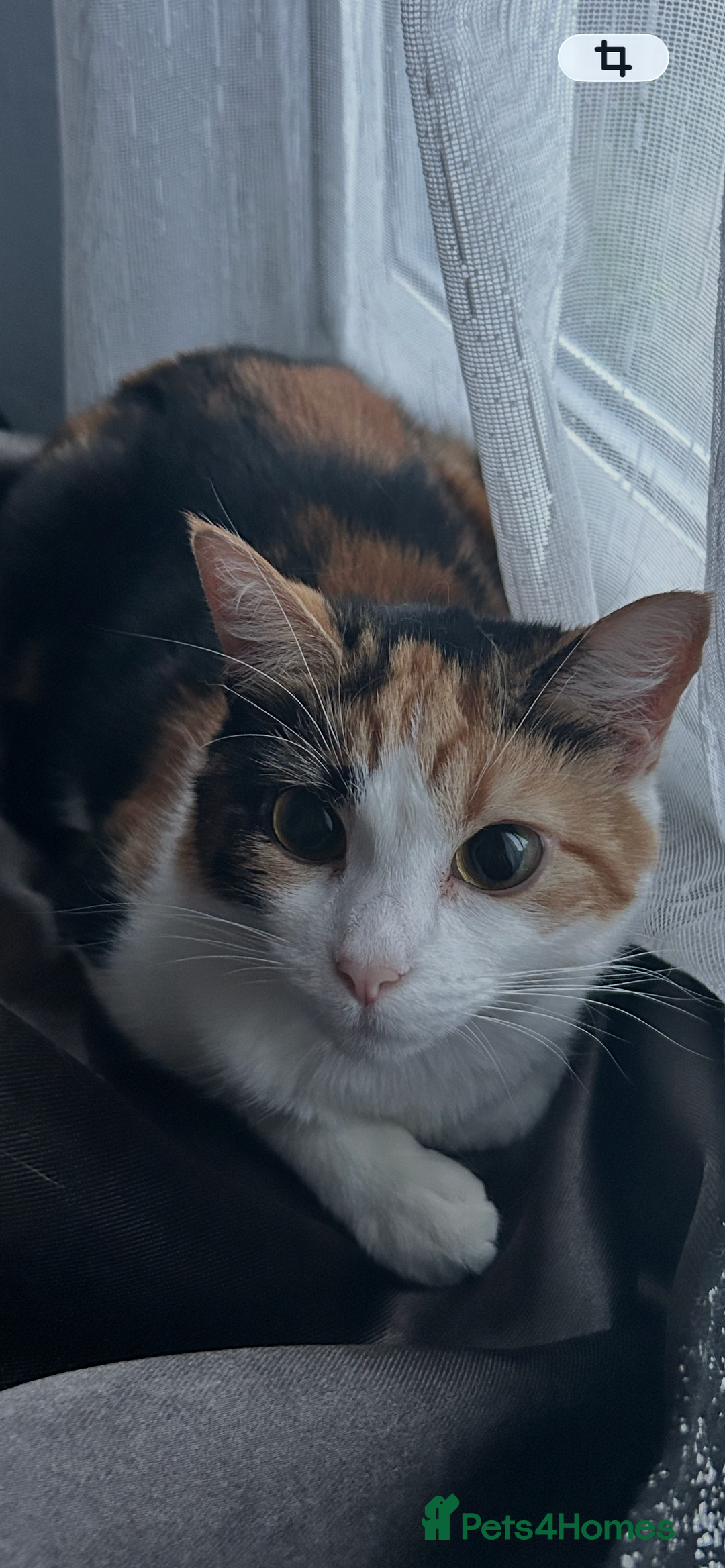 Domestic Shorthair cats for sale: 2 beautiful female cats needing new loving homes  - Advert 9