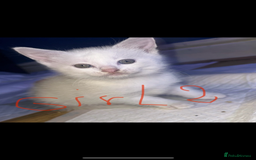 Mixed Breed cats for sale: ✨Adorable Kittens Looking for Their Forever Homes✨ - Advert 3