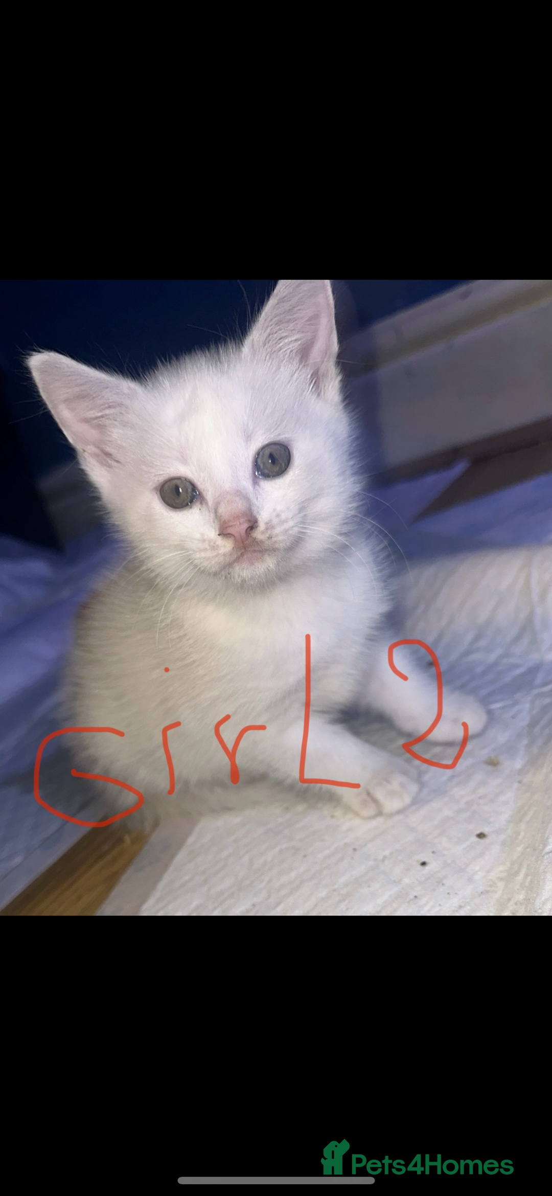 Mixed Breed cats for sale: ✨Adorable Kittens Looking for Their Forever Homes✨ - Advert 3