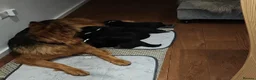 German Shepherd dogs for sale: High Quality Straight back KC registerd GSD pups - Advert 8