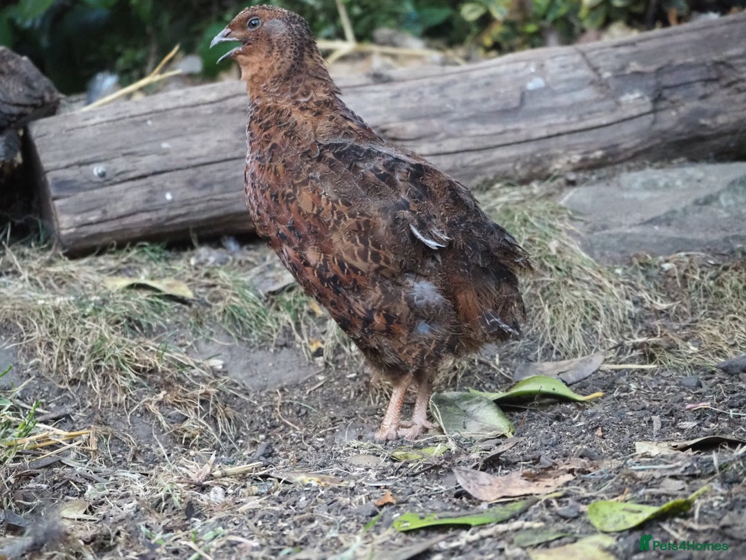 Quail poultry for sale: Jumbo Quail. Big Birds, Great Layers, Colours !!! - Image 9