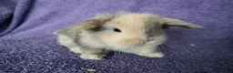 Mini Lop rabbits for sale: Baby mini lop rabbits for sale  - Advert 15