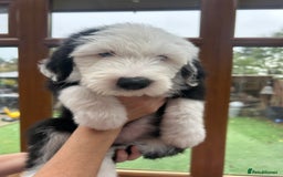Old English Sheepdog dogs for sale: Outstanding Old English Sheepdog - Image 5