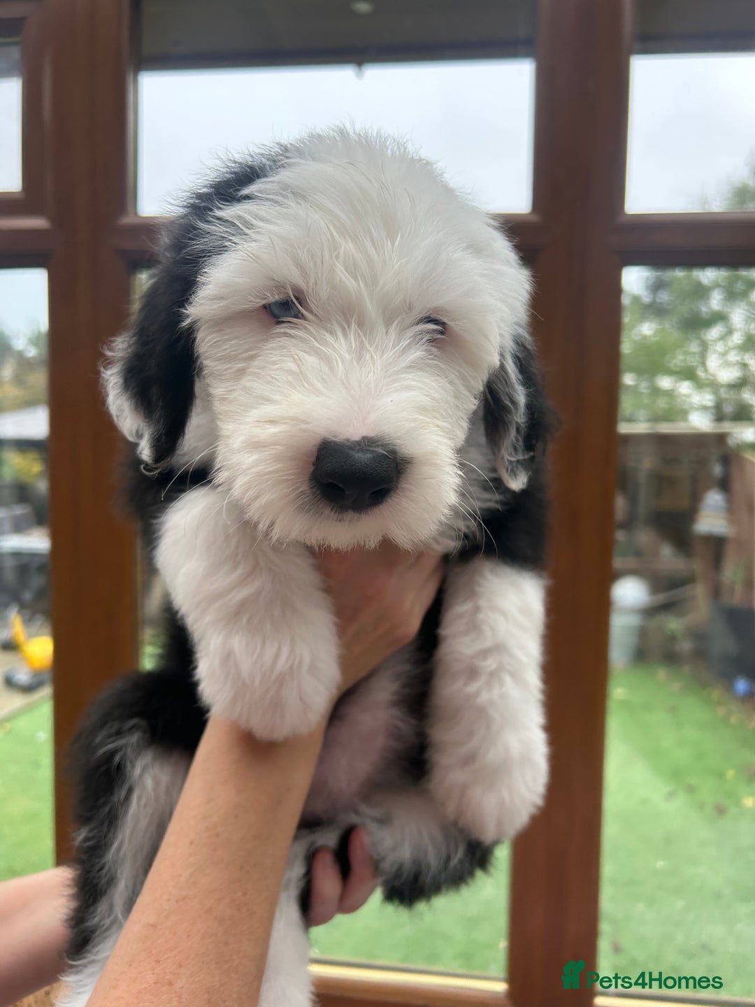 Old English Sheepdog dogs for sale: Outstanding Old English Sheepdog - Image 5