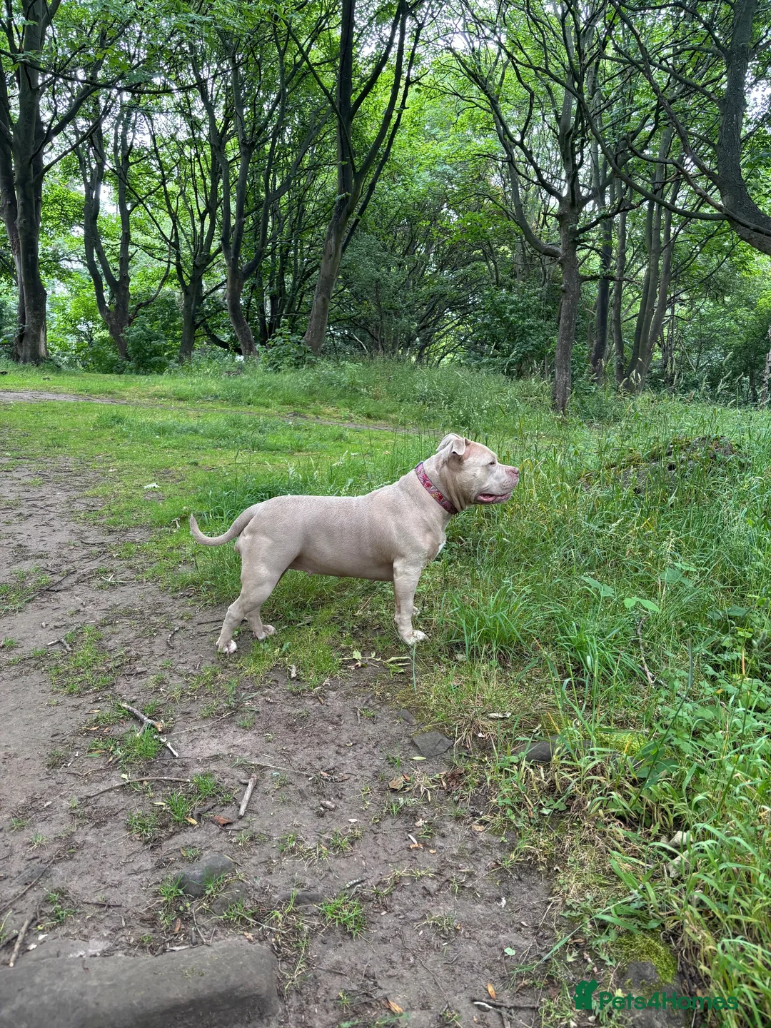American Bully dogs for sale: 🌸Sweetest Nala looking for a loving stable home🌸 - Advert 2