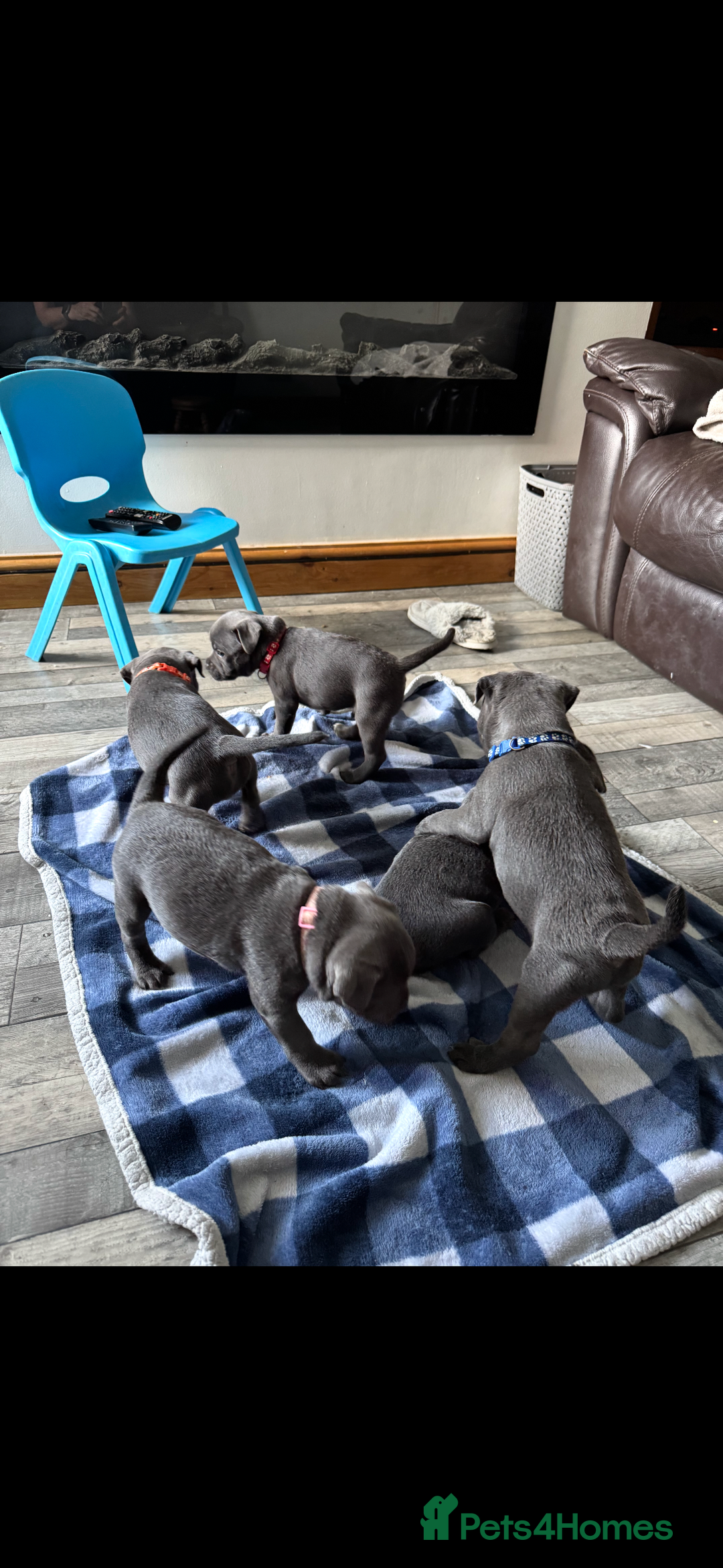 Staffordshire Bull Terrier dogs for stud: Blue Staffy For Stud proven KC  - Advert 9