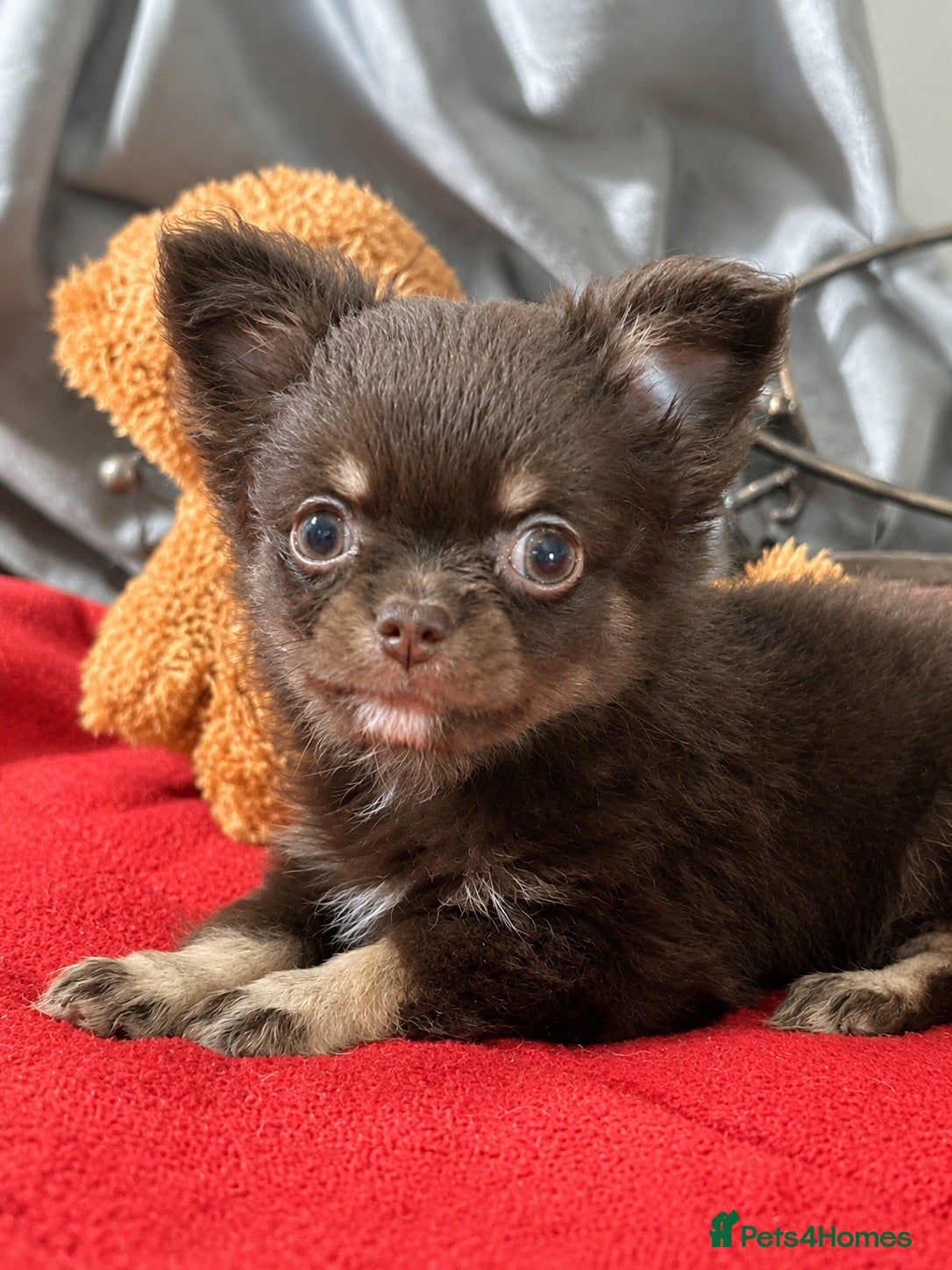 Chihuahua dogs Three beautiful chihuahuas - Advert 16
