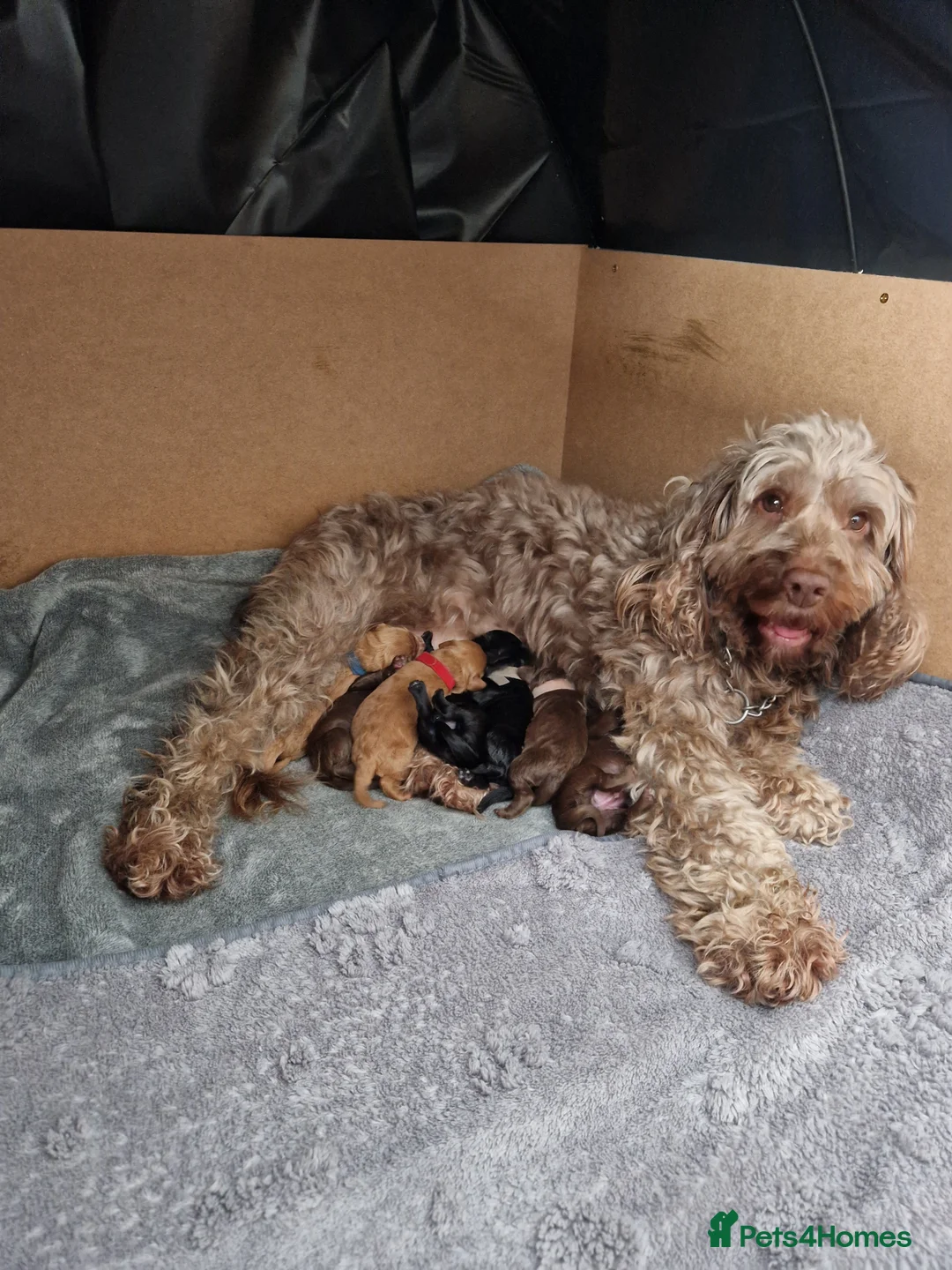 Cockapoo dogs for sale: Cockapoo X Toy Poodle - Advert 1