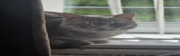 British Shorthair cats for sale: Bella - Advert 6