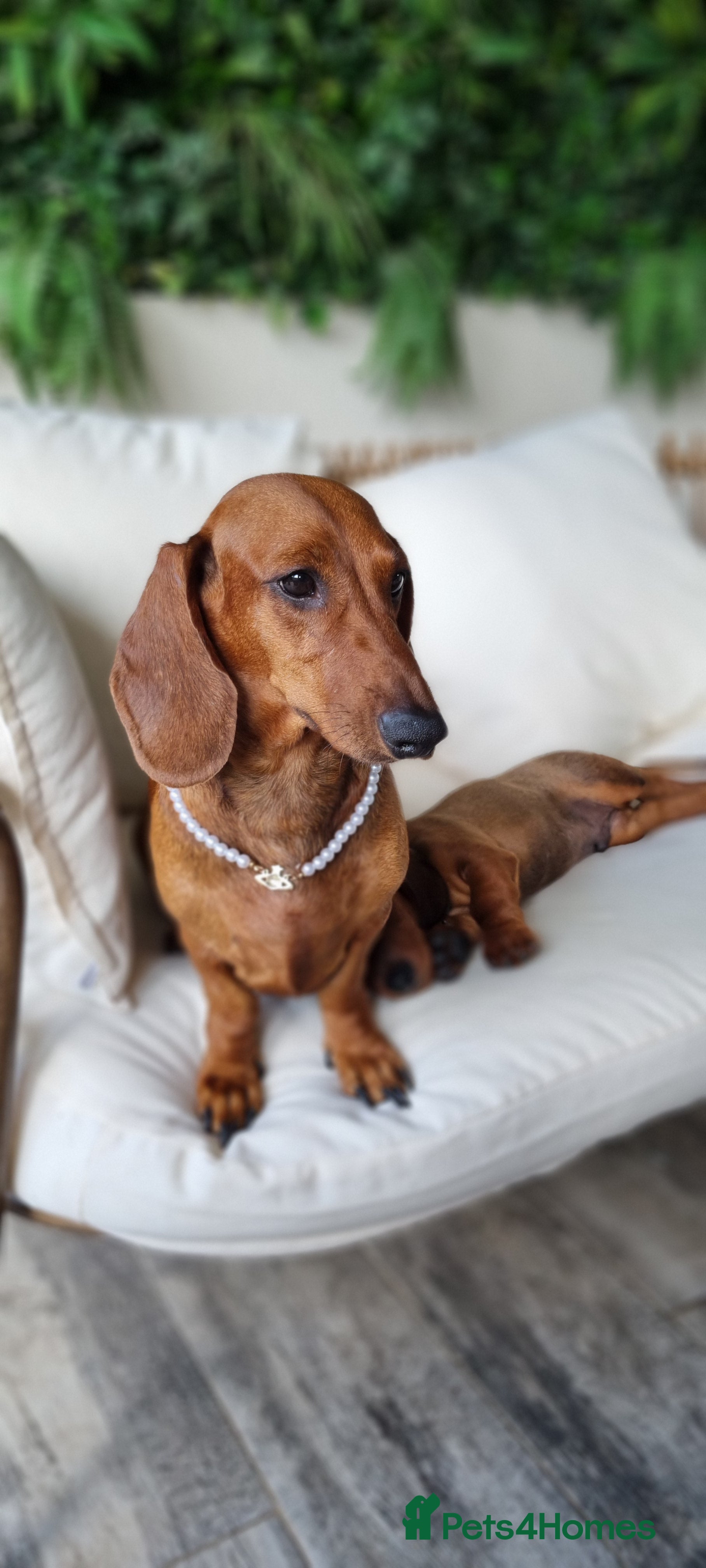 Dachshund dogs Adorable standard dachshunds with pedigree FCI - Advert 12