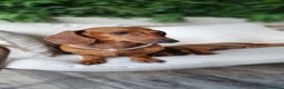 Dachshund dogs for sale: Adorable standard dachshunds with pedigree FCI - Advert 1
