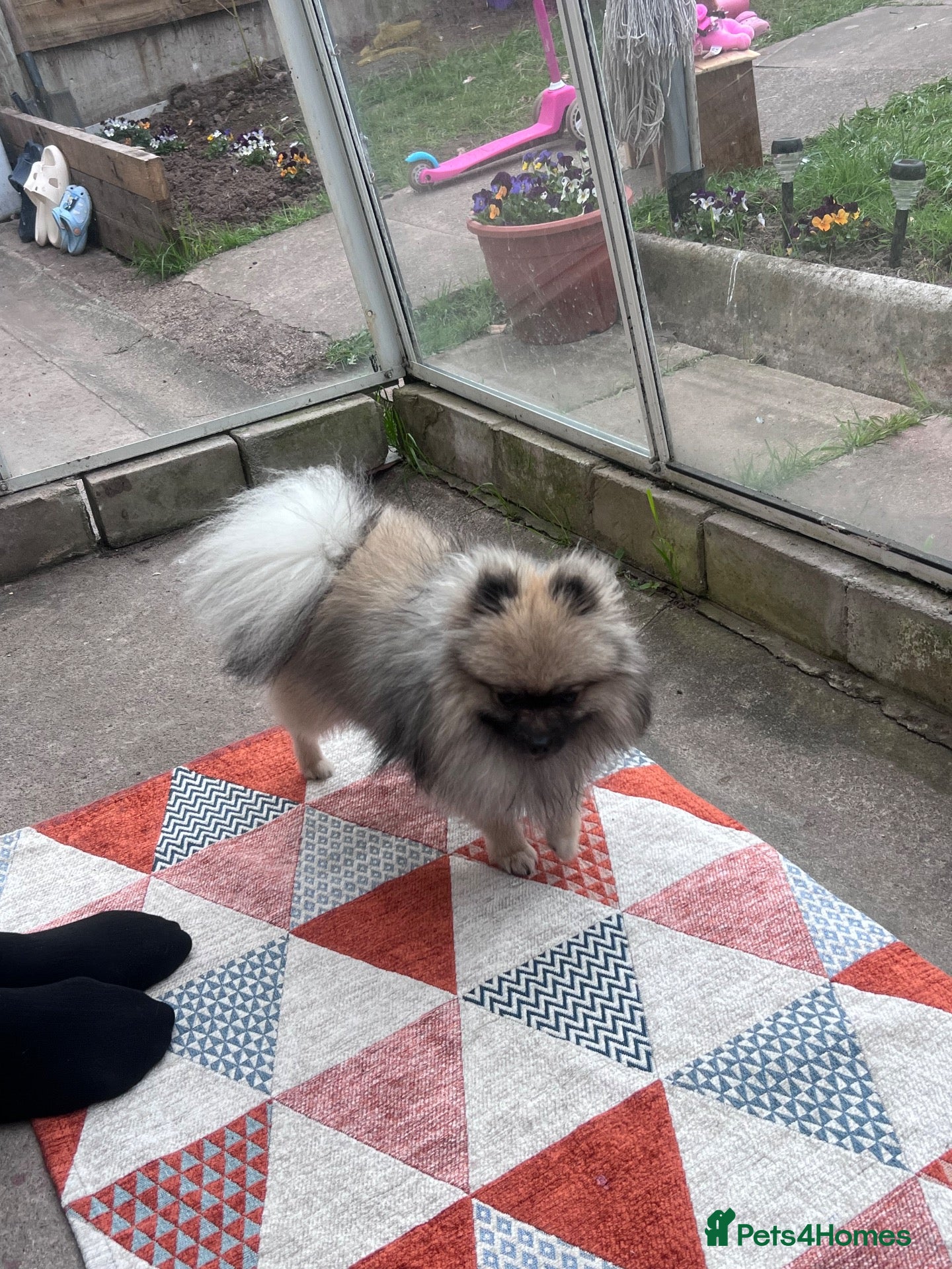 Pomeranian dogs Pomerian for sale - Advert 2