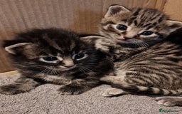 Mixed Breed cats for sale: Gorgeous Mixed Breed Main Coon Kittens  - Image 15