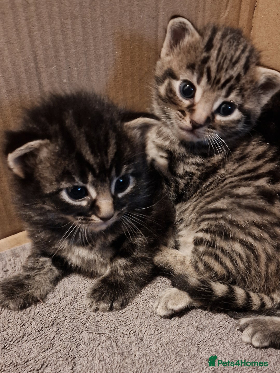 Mixed Breed cats for sale: Gorgeous Mixed Breed Main Coon Kittens  - Image 15