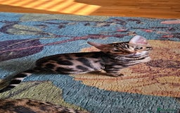Bengal cats for sale: ✨️2 Kittens left! 🐱 in Berkhamsted - Image 9