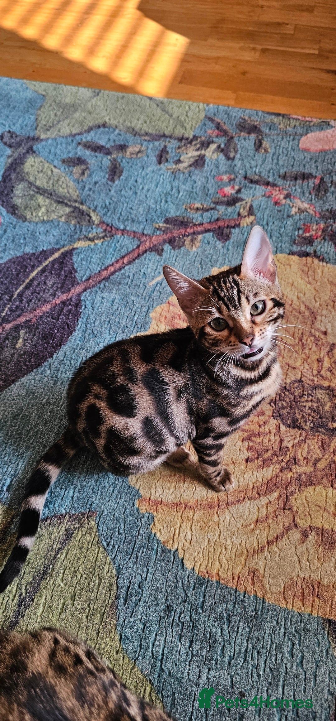Bengal cats for sale: ✨️2 Kittens left! 🐱 in Berkhamsted - Image 9