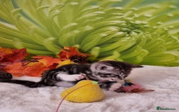 British Shorthair cats for sale: British Shorthair Tabby  - Image 21