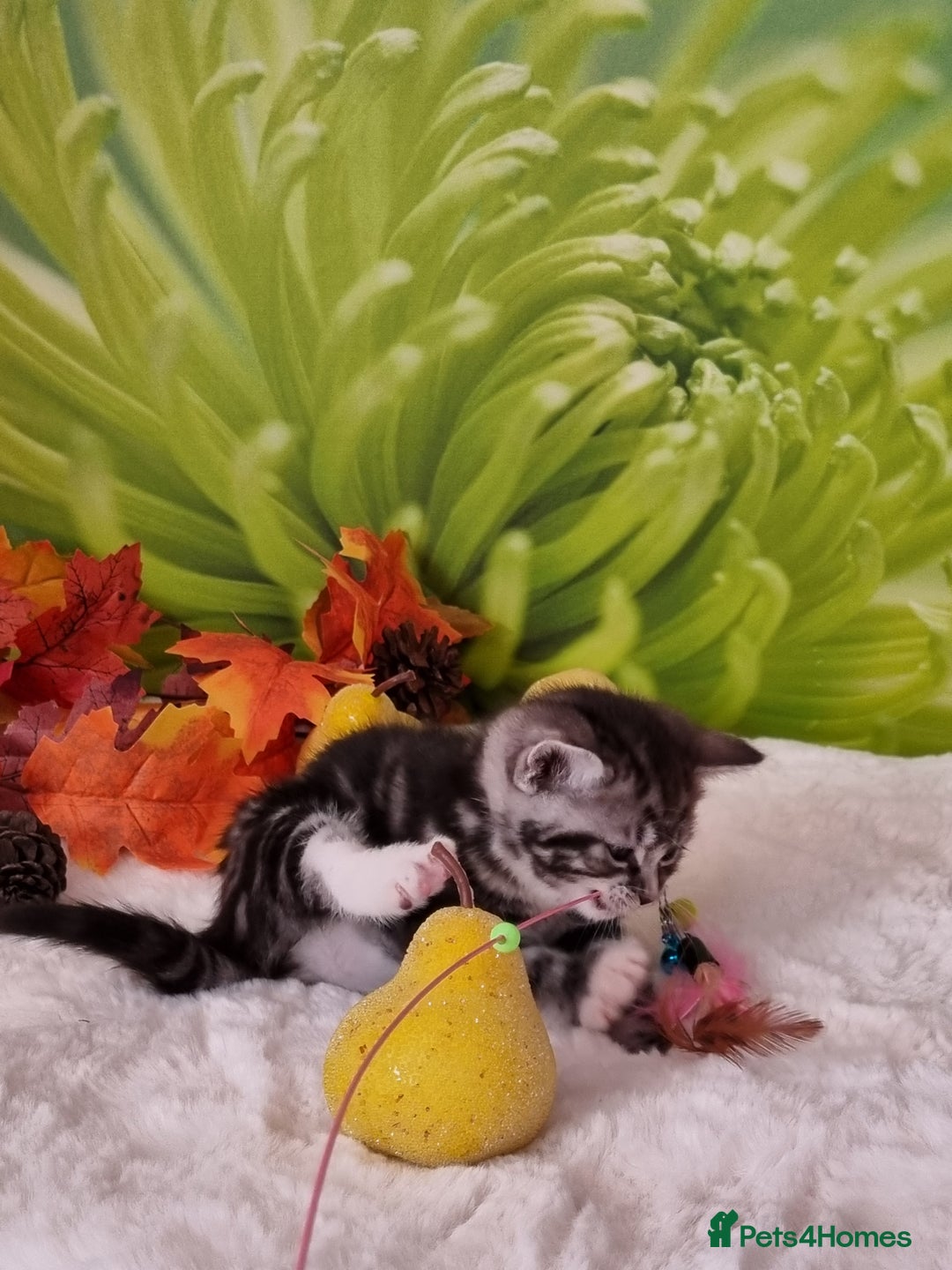 British Shorthair cats for sale: British Shorthair Tabby  - Image 21