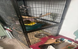 Degus rodents for sale: Male Degu 2 years old  - Advert 3