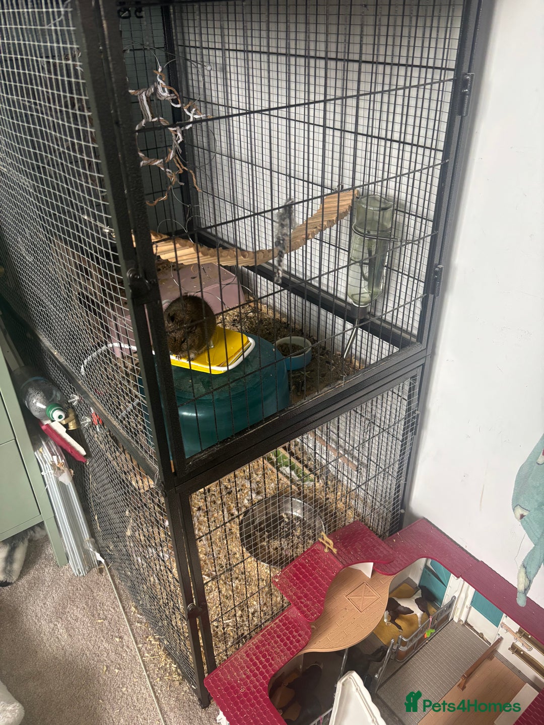 Degus rodents for sale: Male Degu 2 years old  - Advert 3