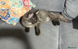 Maine Coon cats for sale: Stunning tica Registered Maine Coon Male  - Image 4