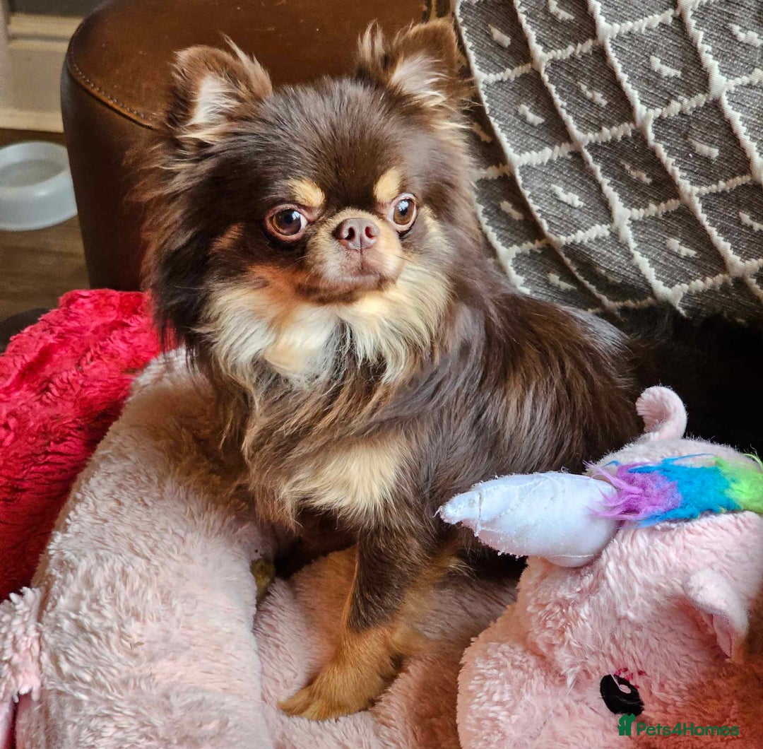 Chihuahua dogs for sale: Gorgeous Chocolate longcoat thailand import male  - Image 4