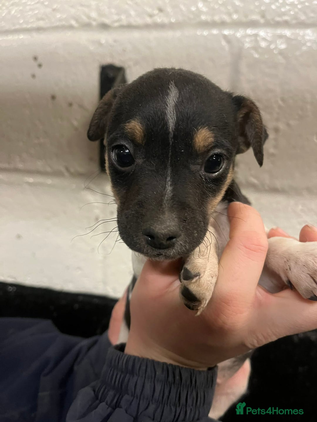 Jack Russell dogs for sale: Gorgeous Jack Russell puppies  - Advert 13