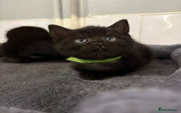 Mixed Breed cats for sale: British Shorthair X - Image 6