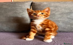 Maine Coon cats for sale: Half Maine Coon - Image 10