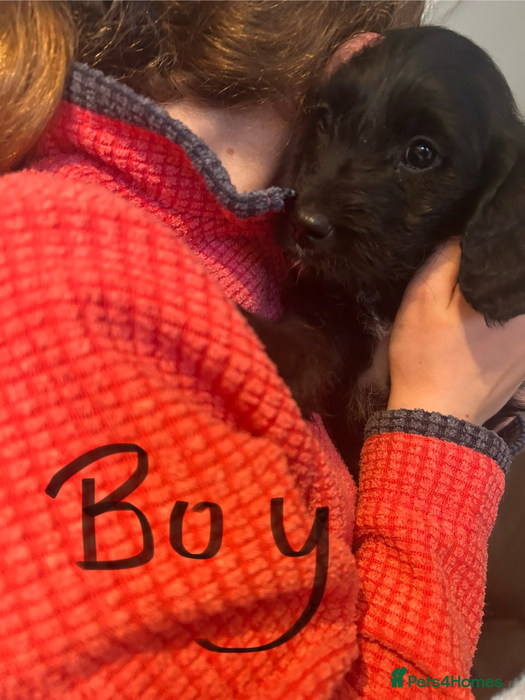Mixed Breed dogs for sale: Cavapoo Puppies - Advert 24
