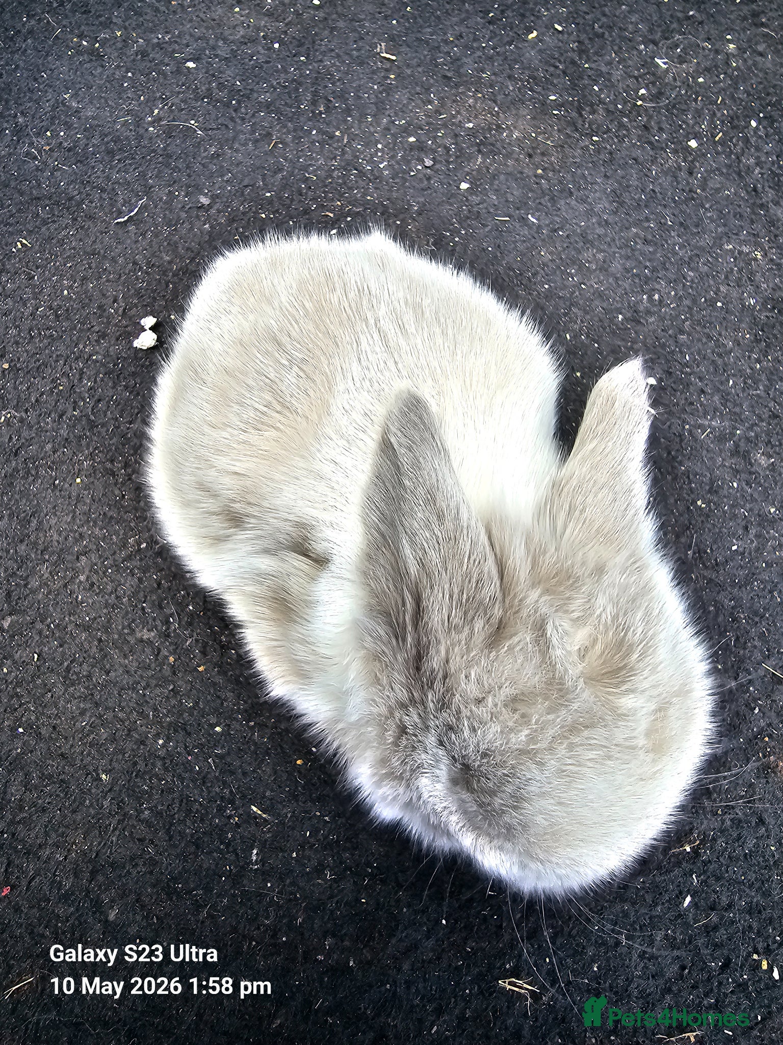Mini Lop rabbits Mini lop rabbits - Advert 15