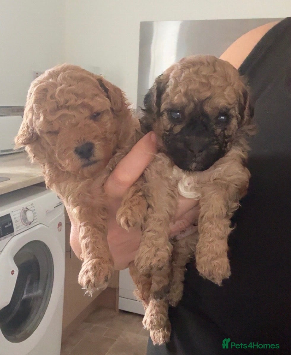 Poochon dogs for sale: Tiny adorable poochon/Dad red toy poodle  - Advert 1