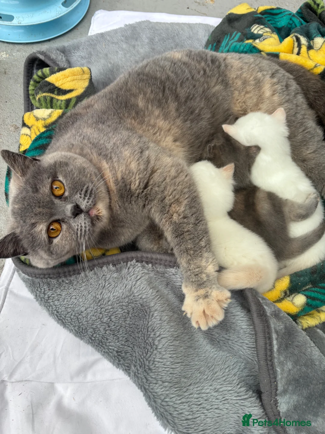 British Shorthair cats for sale: GGCF British shorthair kittens  - Advert 21