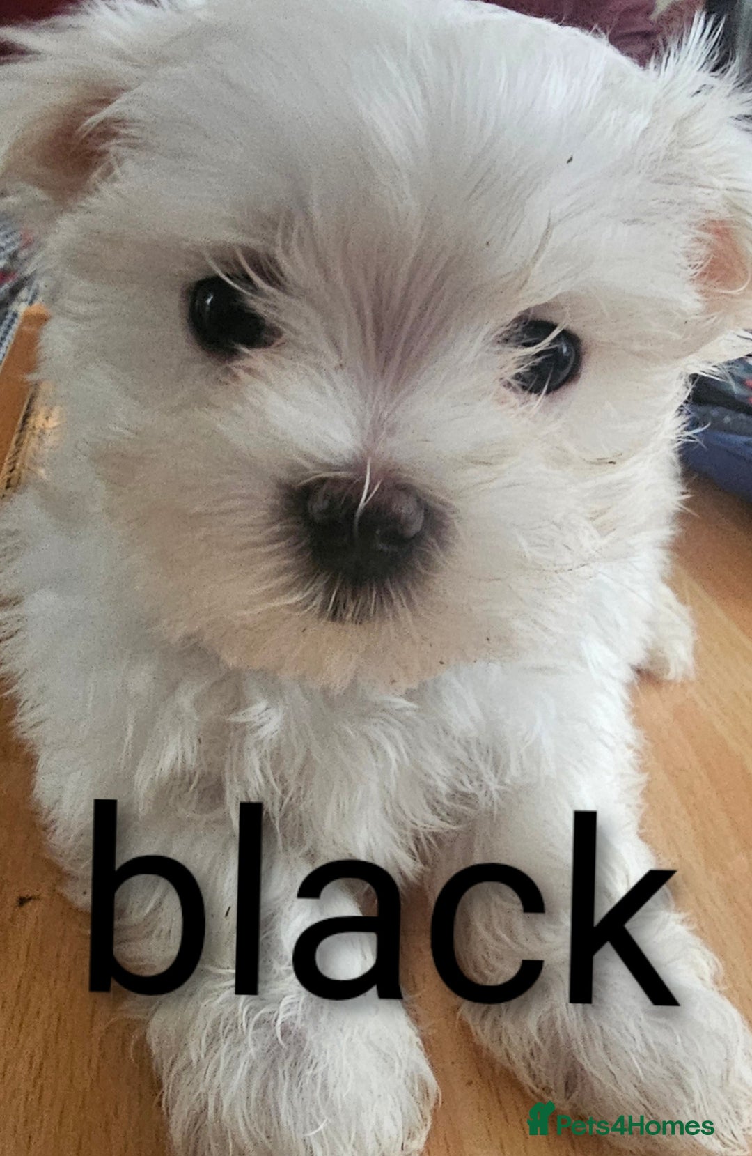 Maltese dogs for sale: 1 Amazing Maltese pup available  - Image 8