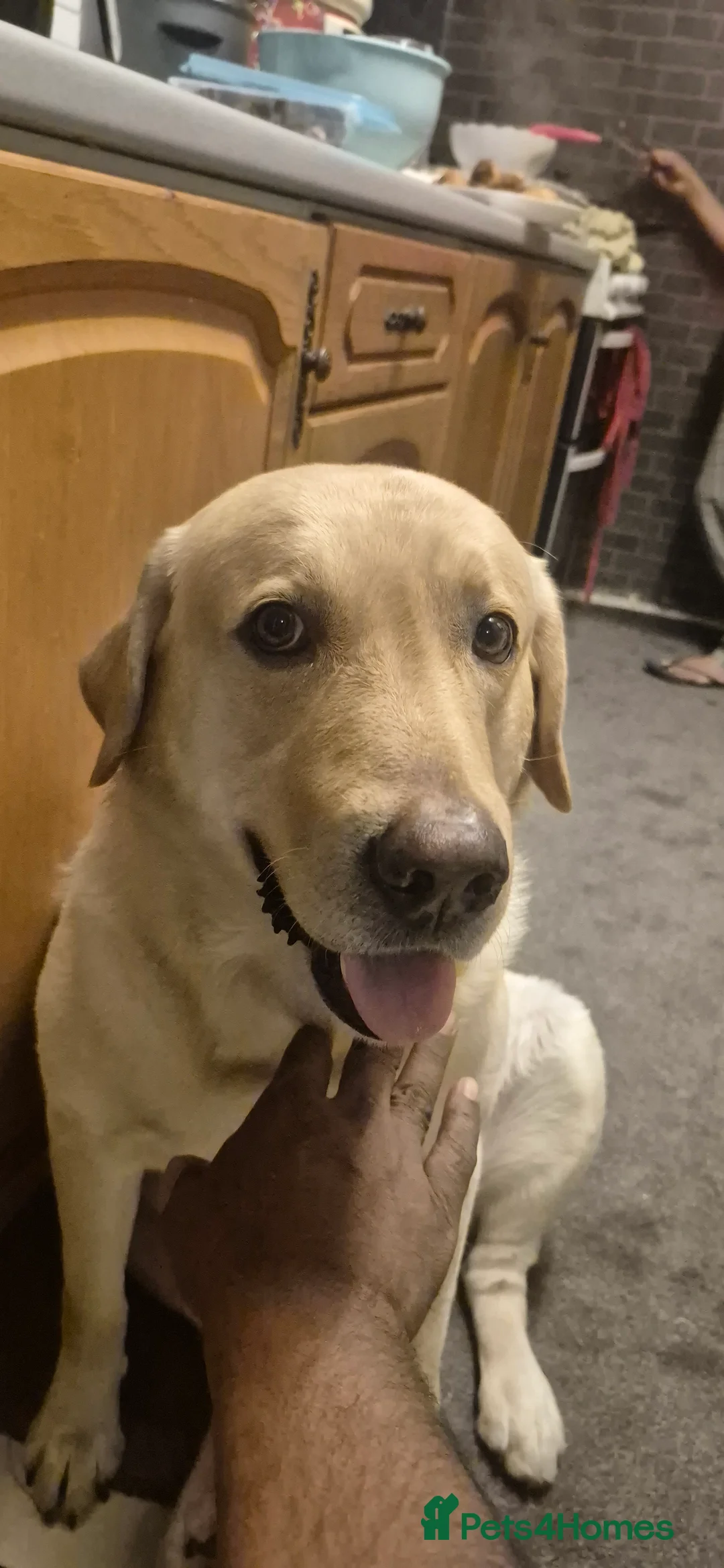 Labrador Retriever dogs for stud: Timmy for stud  - Advert 2